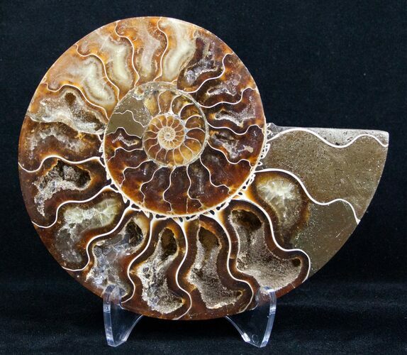 Inch Split Ammonite (Half) #3341